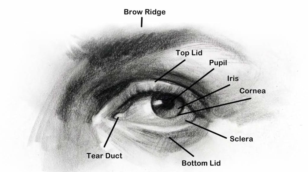 Eye-Anatomy-1040-1024x571
