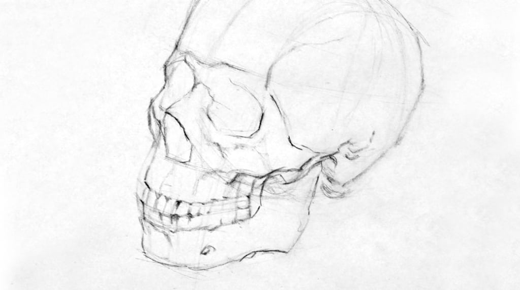 Skull-3_4-1040-1024x571